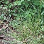 Carex spicata Συνήθη χαρακτηριστικά