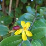 Ochna thomasiana Flower