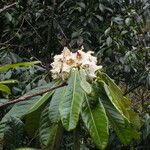 Rhododendron sinogrande Flor