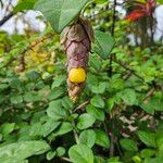 Gmelina philippensis Flower