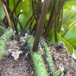 Phymatosorus scolopendria Bark