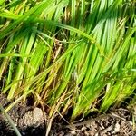 Cyperus esculentus Blatt