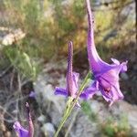 Delphinium gracile Flower