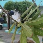 Elaeocarpus angustifolius Fruit