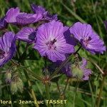 Geranium malviflorum 花