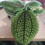 Pilea mollis Hoja