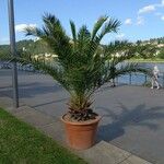 Phoenix canariensis Buveinė