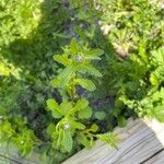 Leucanthemum ircutianumЦветок