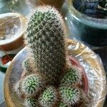 Mammillaria spinosissima 葉