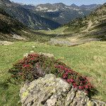 Rhododendron ferrugineum Natur