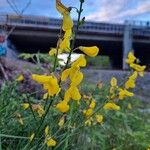 Cytisus scoparius Flower