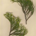 Hebe cupressoides その他の提案