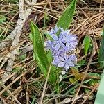 Hyacinthoides italica Flor