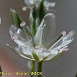 Minuartia setacea Flor