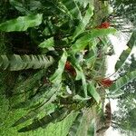 Musa coccinea برگ