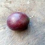 Acokanthera oblongifolia Fruit