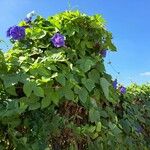 Ipomoea indica Habit