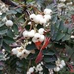 Sorbus koehneana Leaf