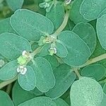 Euphorbia serpens Fruit