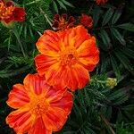 Tagetes tenuifolia Fula