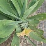 Agave guiengola Blad