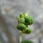 Medicago lupulina (Frucht)