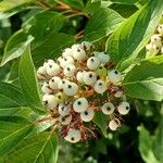 Cornus sericeaFlors