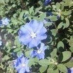 Convolvulus prostratus Flower