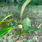 Ficus cestrifolia Fruit