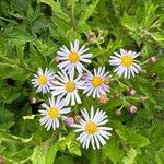 Aster ageratoides Кветка