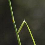 Muhlenbergia pauciflora Écorce