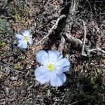 Linum lewisii Flower