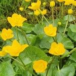 Caltha palustris花