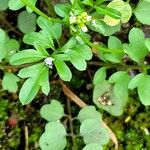 Cardamine bonariensis Leaf