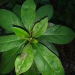 Rhododendron simsii Planch.برگ