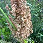 Rumex thyrsoides Плід