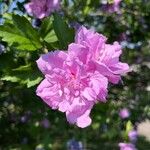 Hibiscus syriacusLorea