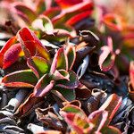 Limonium echioides Leaf