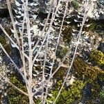 Lepidium densiflorum Frukto