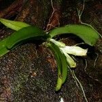 Rodriguezia compacta Συνήθη χαρακτηριστικά