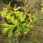 Heracleum sosnowskyi Lehti