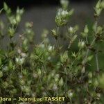 Arenaria leptoclados Flor