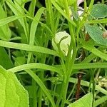 Linaria maroccana Feuille