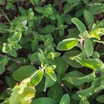 Barleria ventricosa Leaf