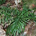 Pteris balansae 整株植物