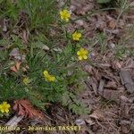 Potentilla neglecta Habitus