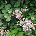 Rubus ulmifolius Flor