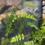 Pandorea pandorana Leaf