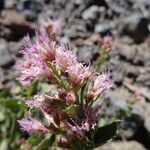 Ageratina occidentalis 花