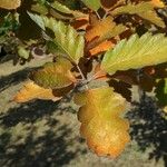 Scandosorbus intermediaYaprak